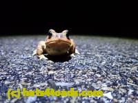 /home//u458753944/public_html/sourcegallery///////Roxborough Toad Detour/2022/2022-03-07/P3070832.JPG